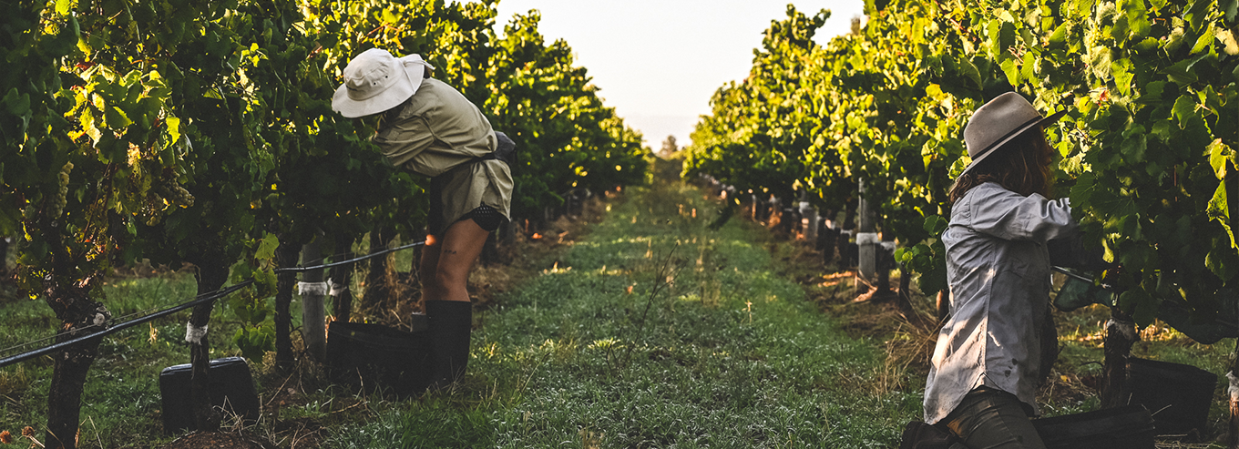 Two people harvesting grapes at Voyager Estate  vineyard 